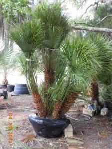 European Fan Palm – Brooksville Palms